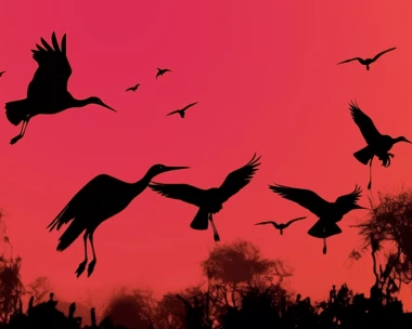 «Оркестр орган шоу: Шедевры Поля Мориа, Джеймса Ласта, Стинга, Эннио Морриконе»